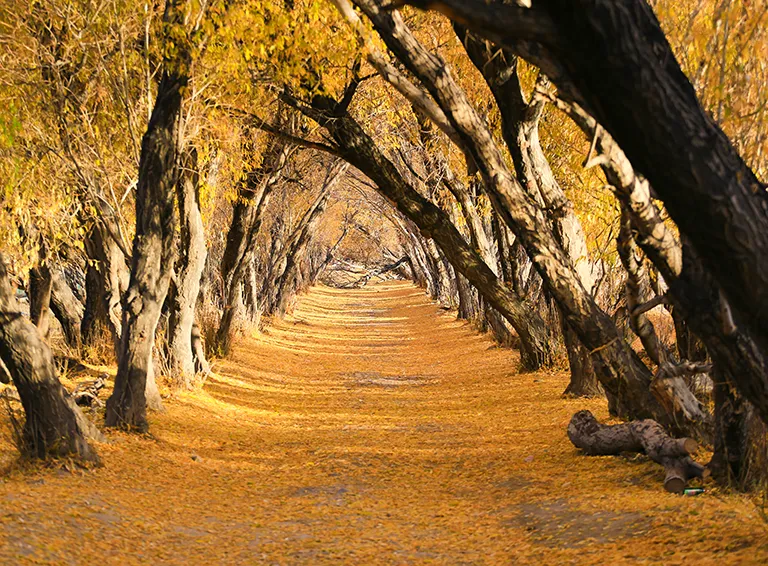 2026 Tarim Autumn Colors | 8-Day 7-Night Southern Xinjiang Small Group Tour, Urumqi to Kashgar - Xinjiang 5