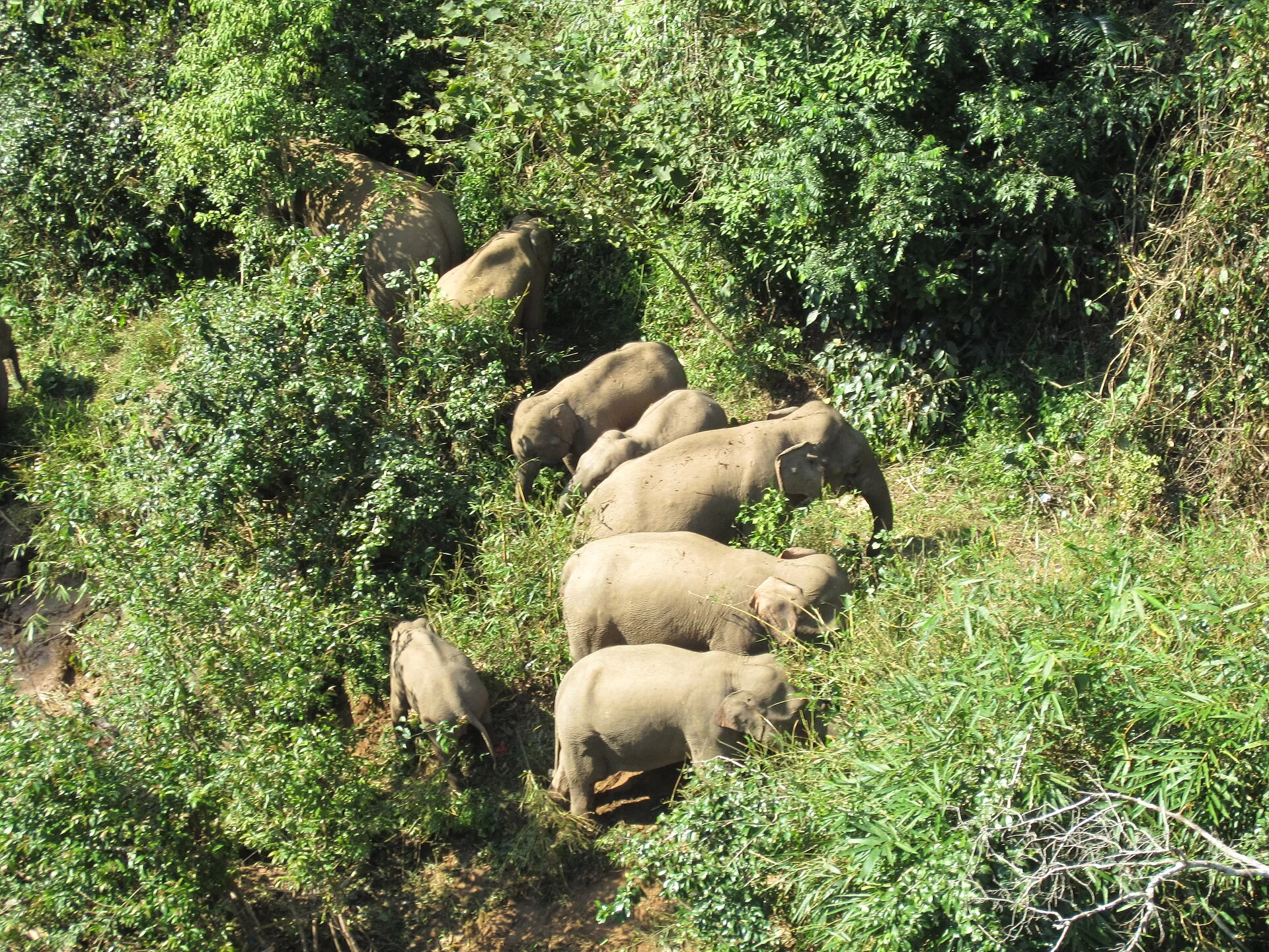 Rainforest Son: Pu'er Tea Journey+ | 6 Days Small Group | Pu'er + Menglian + Laodabao + Jingmai Mountain + Xishuangbanna, 2-8 pax - Yunnan 5