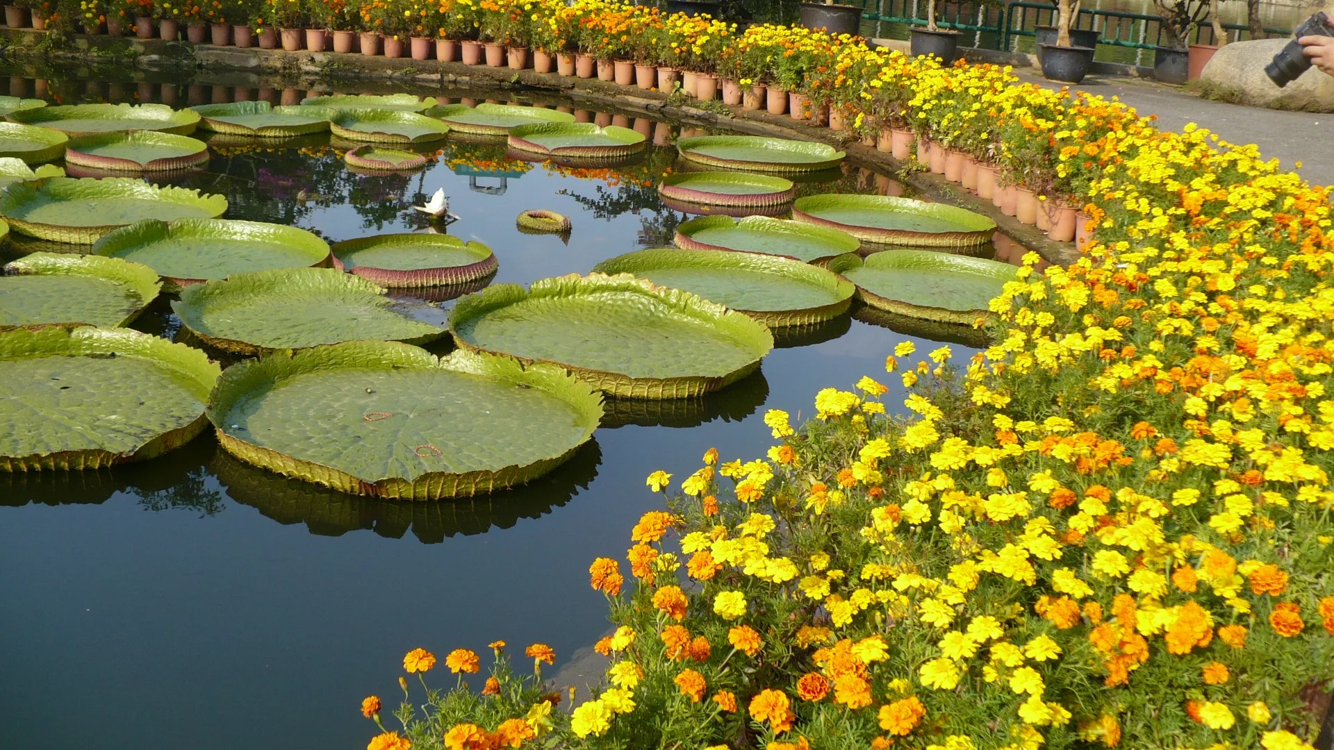 Rainforest Son: Xishuangbanna Wild Adventure | 5 Days 4 Nights | Manting Park + Wild Elephant Valley + Botanical Garden - Yunnan 4