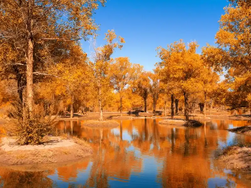 Jinta Poplar Forest Complete Guide: The Hexi Corridor's Most Beautiful 10 Days of Autumn - Spot Guides