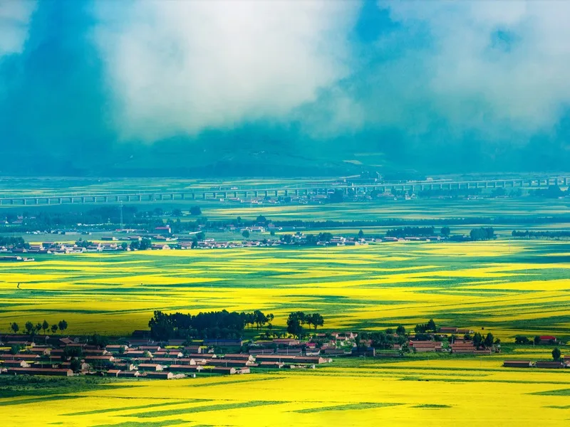 Menyuan Rapeseed Flower Sea Complete Guide: The Most Stunning July Beyond Qinghai Lake - Spot Guides