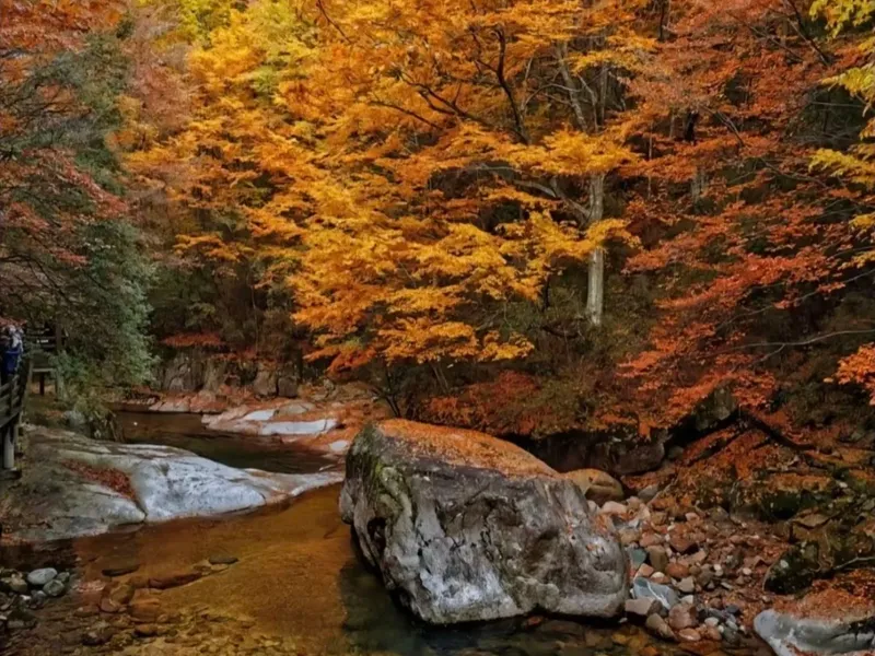Guangwushan Red Leaves: Best Viewing Time (King of Sichuan Autumn Foliage) - Spot Guides