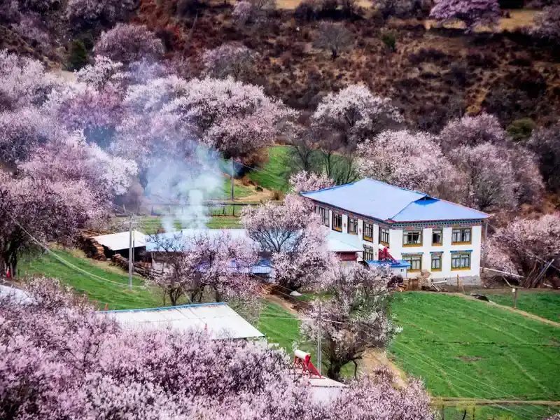 Nyingchi Peach Blossom Festival + Namcha Barwa Complete Guide: Tibet's Most Spectacular Spring - Spot Guides