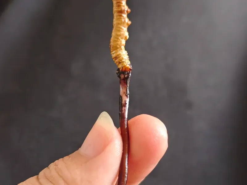Buying Caterpillar Fungus (Yartsa Gunbu): Rip-Off Avoidance (Price + Origin + Identification) - Travel Tips