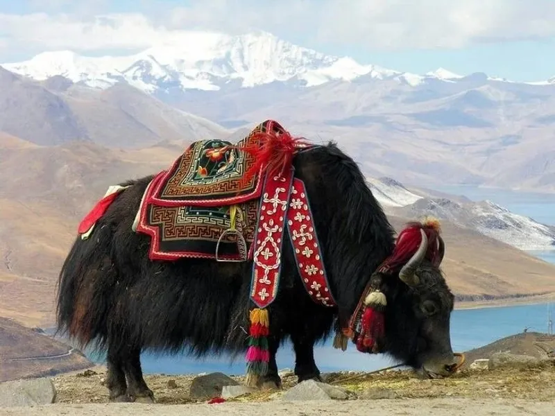 Yak Jerky & Barley Souvenirs (Tibetan Specialty List)