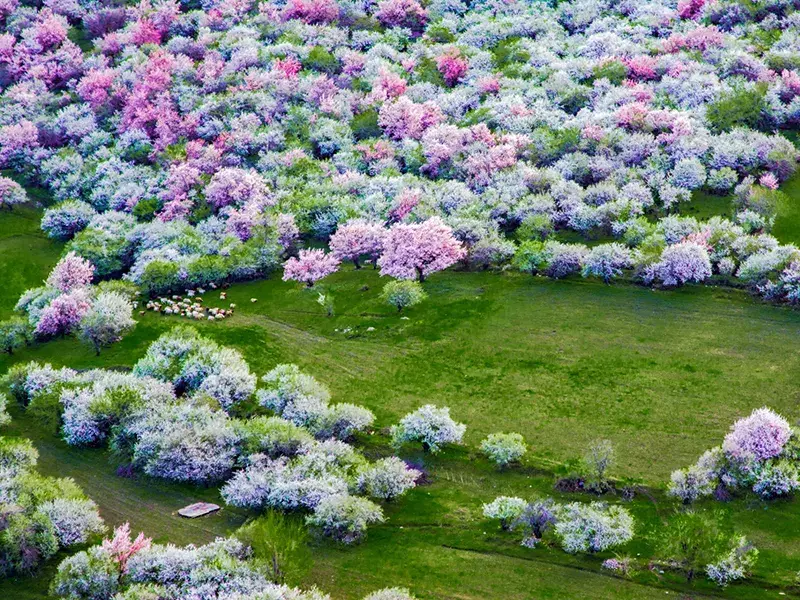 Xinjiang Flower-Watching Guide: From Tianshan Pink Snow to Ili Purple Seas—A Veteran's Guide to Hitting the Bloom Window Without Pitfalls