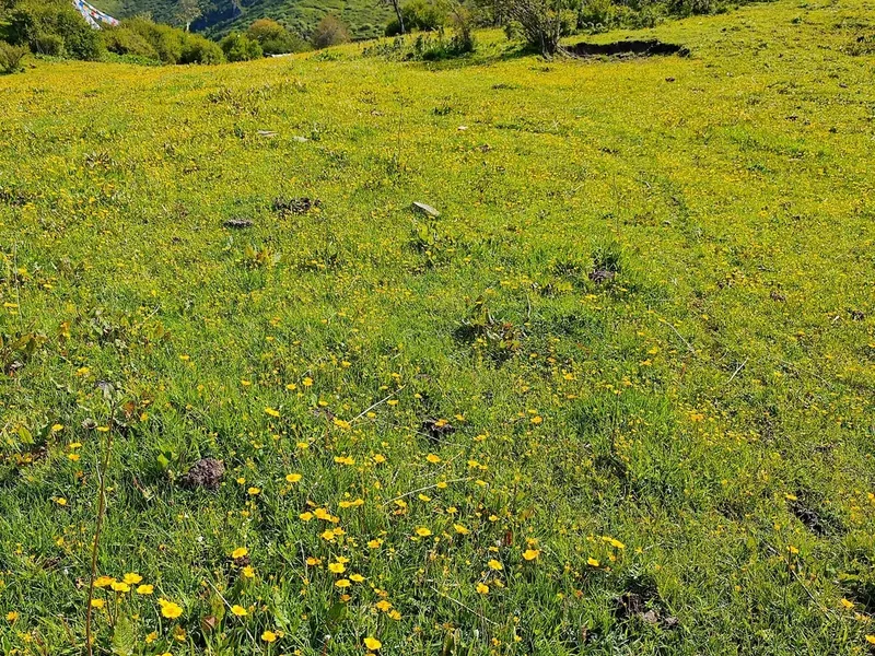 How to Enjoy Nalati Grassland: Sky Grassland vs Valley Grassland (Tickets + Routes)